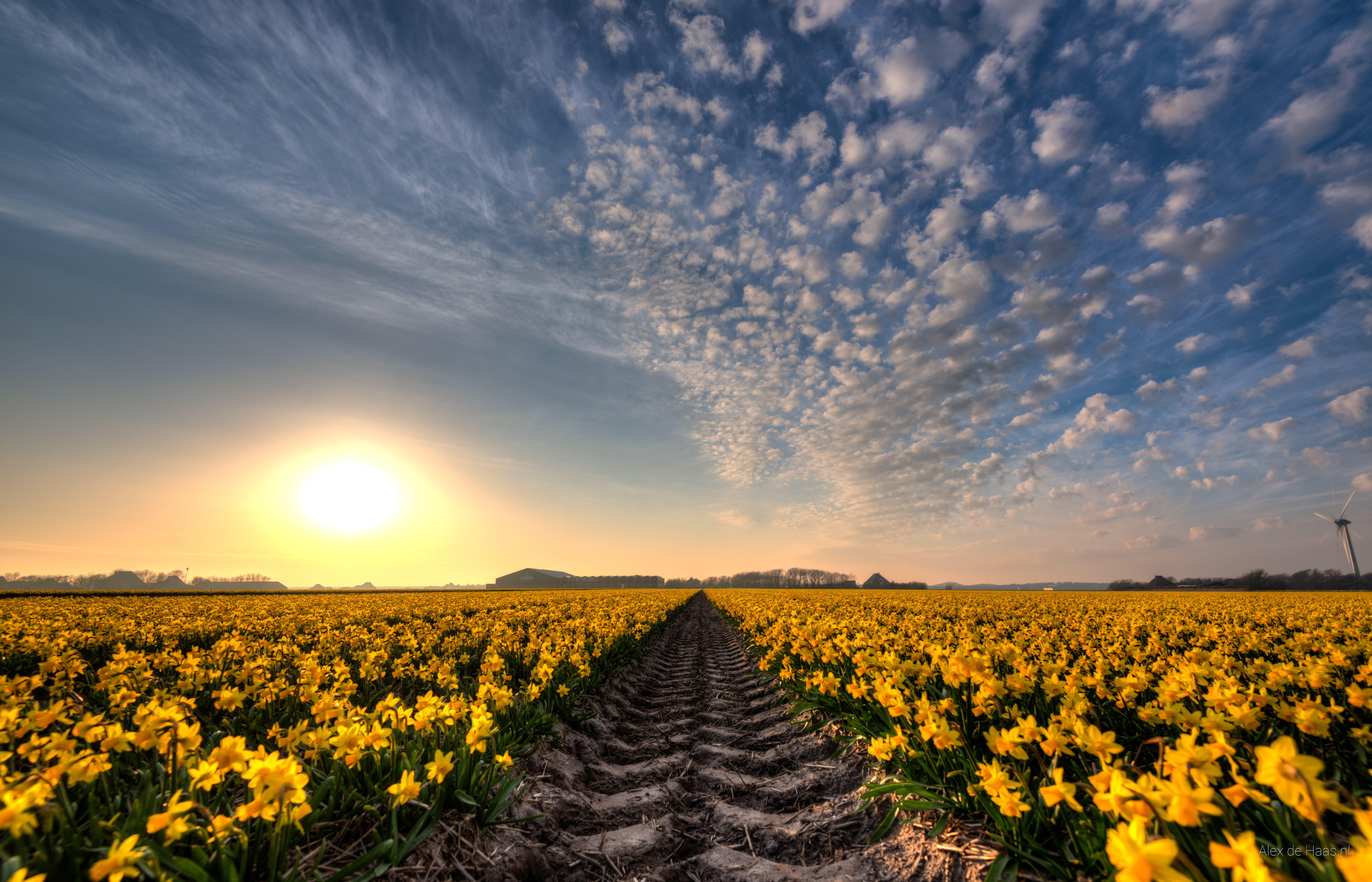 landscape photography field of yellow petaled flowers
