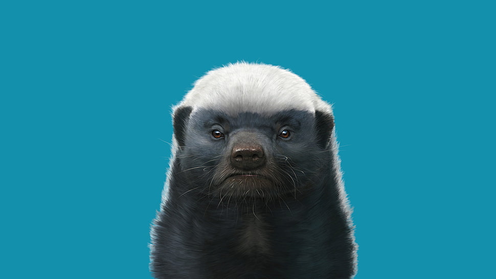 black and white skunk, digital art, badger HD wallpaper