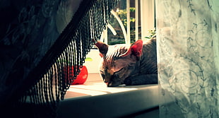 cat sleeping on window