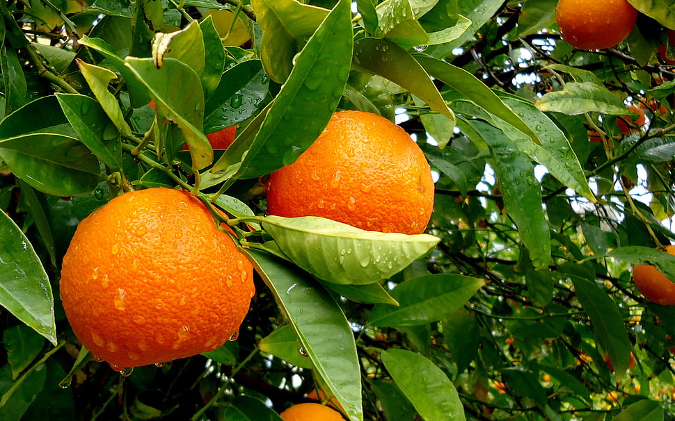 close up shot of orange fruit on tree HD wallpaper