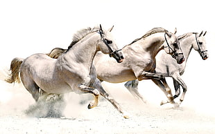 three white horses, horse HD wallpaper