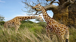 two brown giraffes, animals, giraffes, nature, Africa