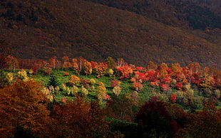 green and orange field near hills