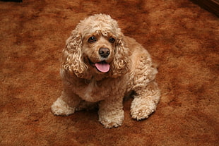 dog sitting on brown area rug HD wallpaper
