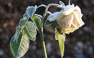 white Rose flower