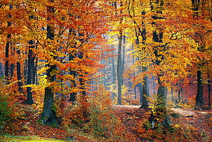 landscape photography of yellow-and-orange leaf trees