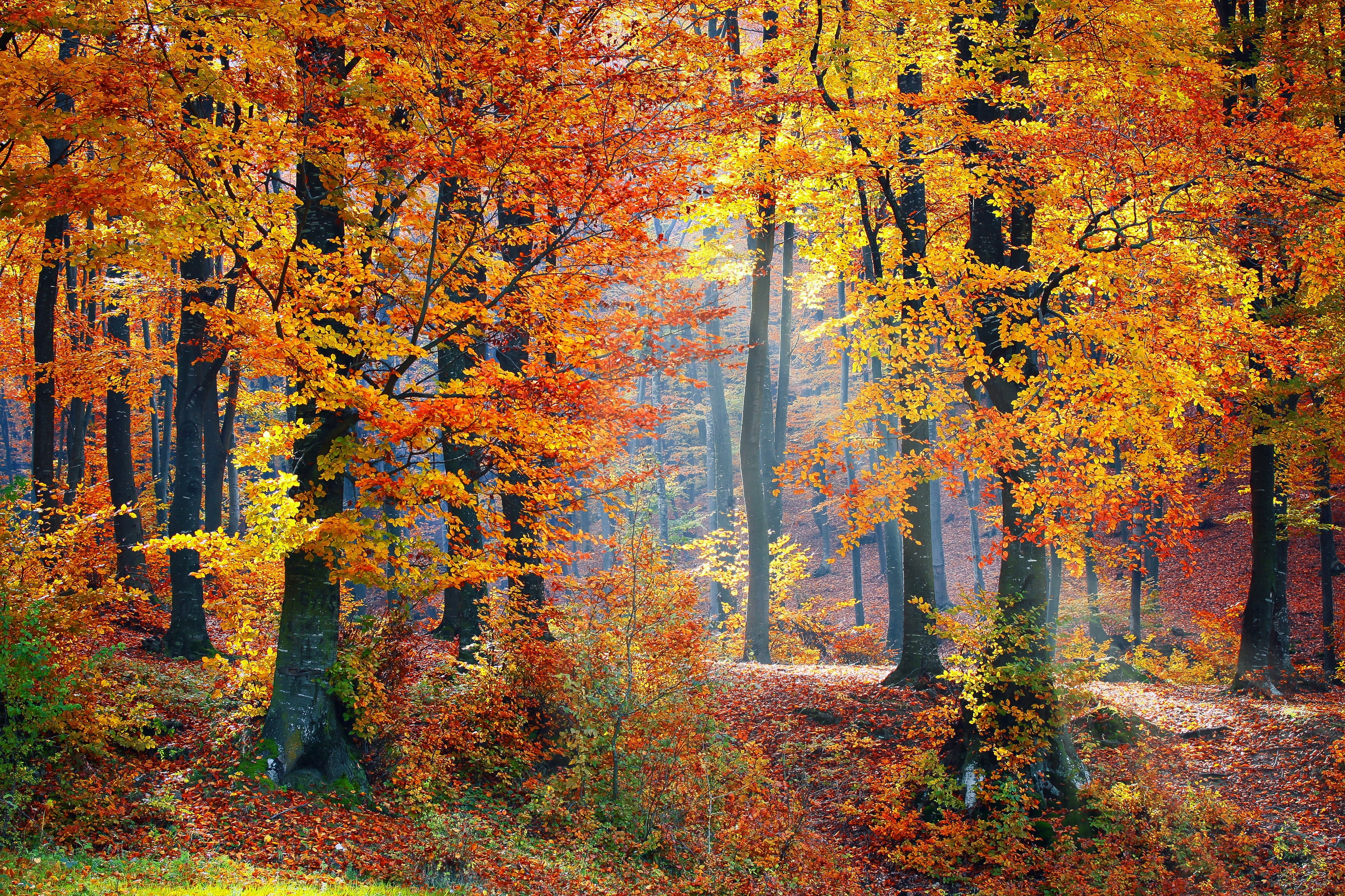 landscape photography of yellow-and-orange leaf trees