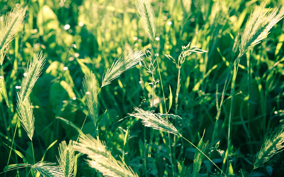 green grasses HD wallpaper