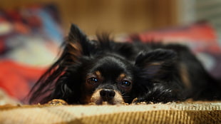 closeup photography of adult longhaired Chihuahua