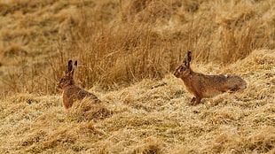 two brown bunnies on brown grass field