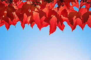 red leaf plant lined-up HD wallpaper