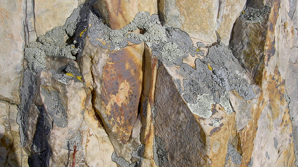 gray and brown stone HD wallpaper