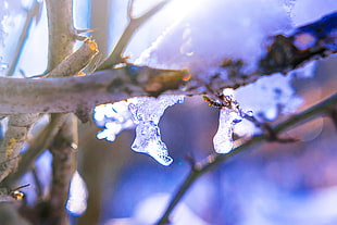 ice shards on the gray tree branch