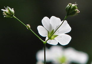 close up photography of white and green petal flower HD wallpaper