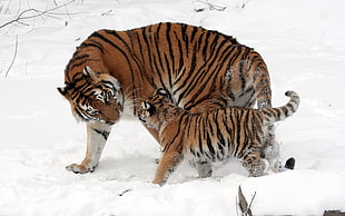 two tiger photo HD wallpaper