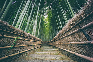 gray bamboo fence, nature, China, bamboo, green