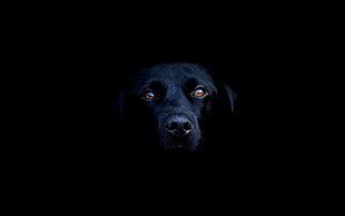 adult black Labrador retrieve, dog, Labrador Retriever HD wallpaper