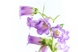 purple petal flowers