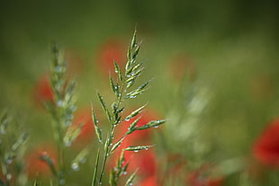 closeup photograph of green plant HD wallpaper
