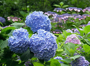 showing of blue flower HD wallpaper