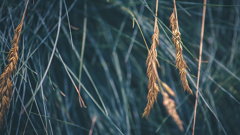 brown dried plants, macro, grass HD wallpaper