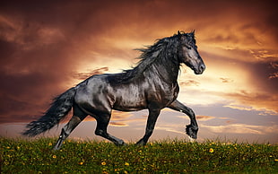 brown horse, animals, horse, Dark Horse HD wallpaper