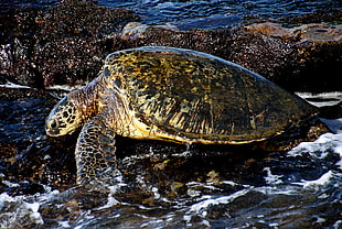 brown Turtle, hawaii HD wallpaper