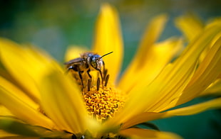 close-up photography Honeybee perched on sunflower HD wallpaper