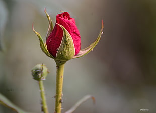 selective focus photography of pink rose bud HD wallpaper