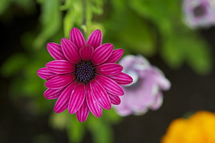 selective focus photo of pink-petaled flower HD wallpaper