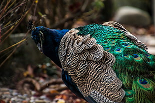 selective focus photography of peacock HD wallpaper