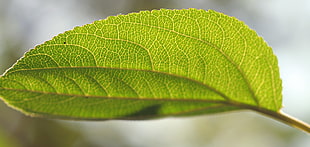green leaf focus photo HD wallpaper