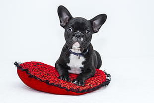 black and white french bulldog lying on red pillow
