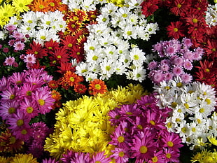 bed of daisy flowers HD wallpaper