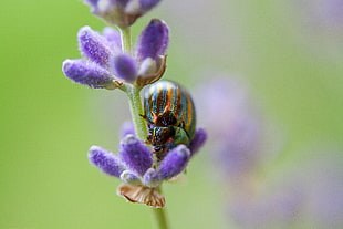 brown and green striped beetle on purple flower in close-up photography