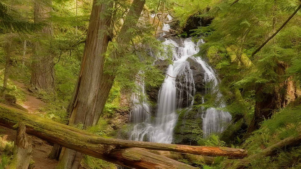 time lapse of waterfalls with tall trees at daytime HD wallpaper