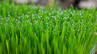 close up photo of green grasses with droplets of water HD wallpaper