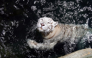 white Tiger on body of water