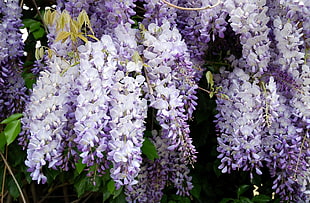 white and purple petaled flowers