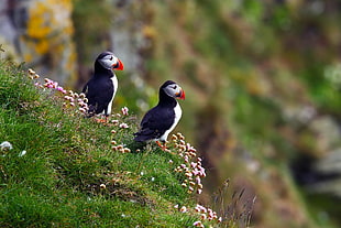 shallow focus photography of two black-and-white birds