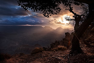 brown tree, sunset, Grand Canyon, trees, clouds