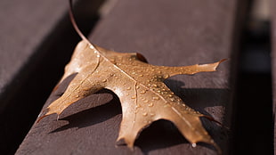 brown dry maple leaf with water droplets on top of brown surface HD wallpaper