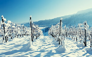 snow field, landscape, winter, snow HD wallpaper