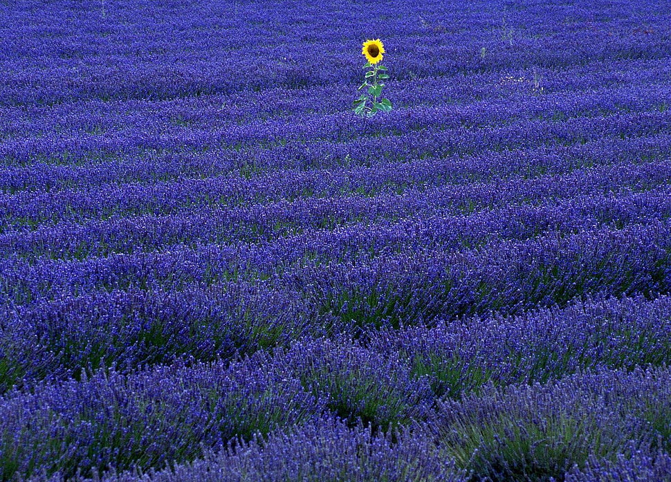 purple Lavender flower field HD wallpaper
