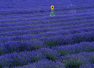 purple Lavender flower field