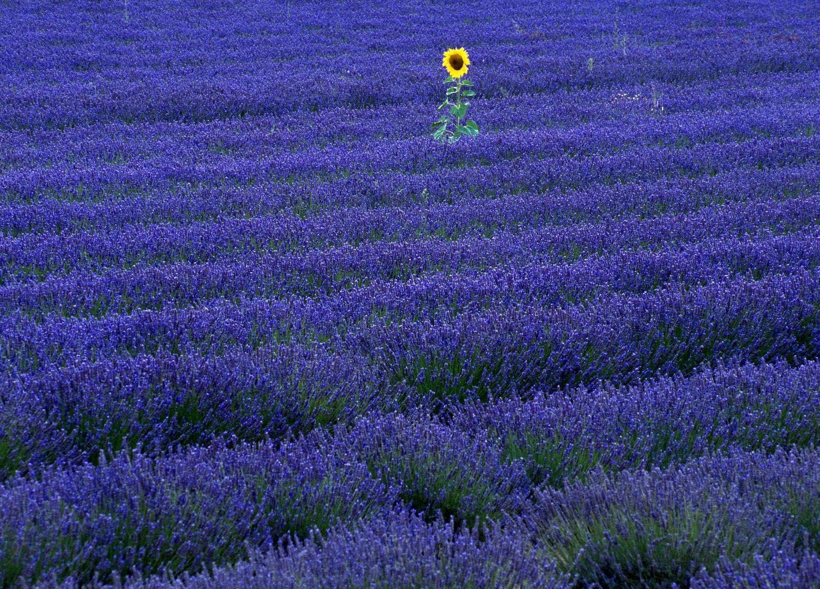 purple Lavender flower field