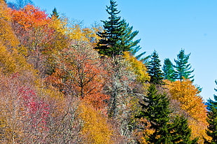 landscape photo of green and yellow trees