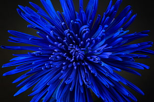blue spider mums, Flower, Petals, Bud