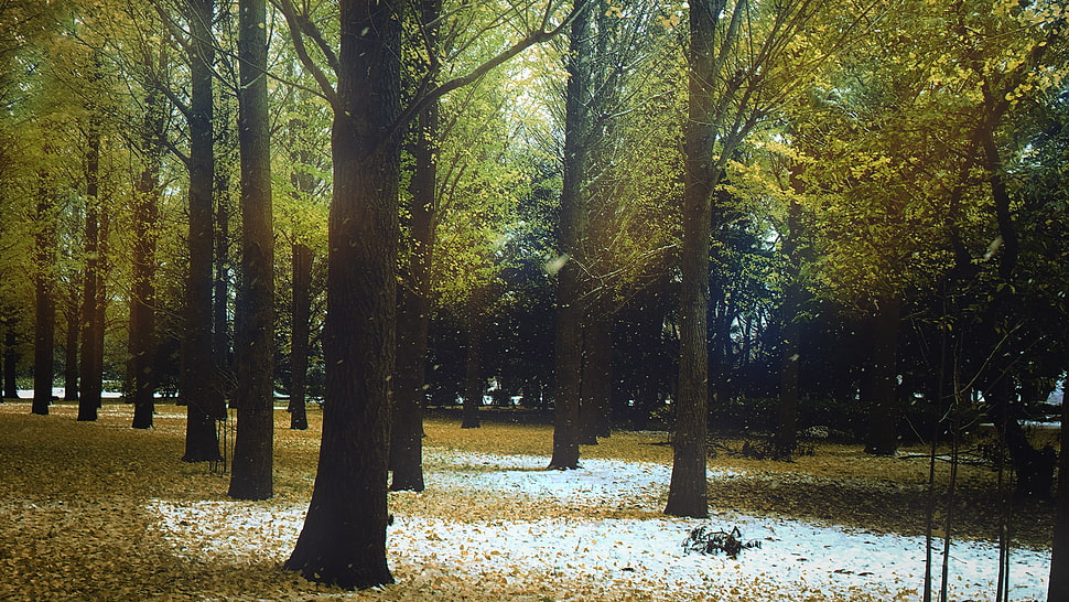 green leaf tree lot, fall, winter, trees, snow HD wallpaper