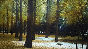 green leaf tree lot, fall, winter, trees, snow